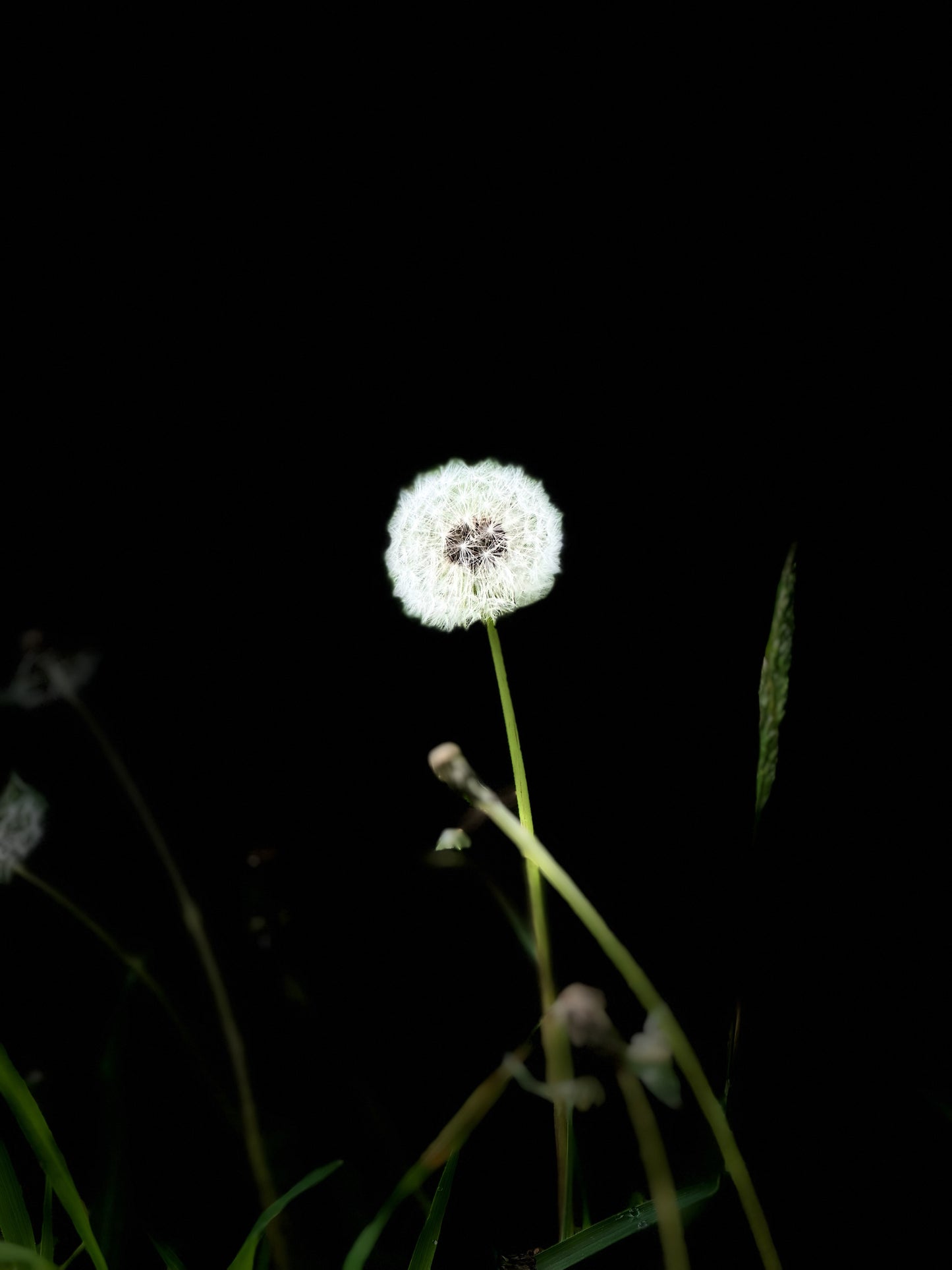 Pusteblume