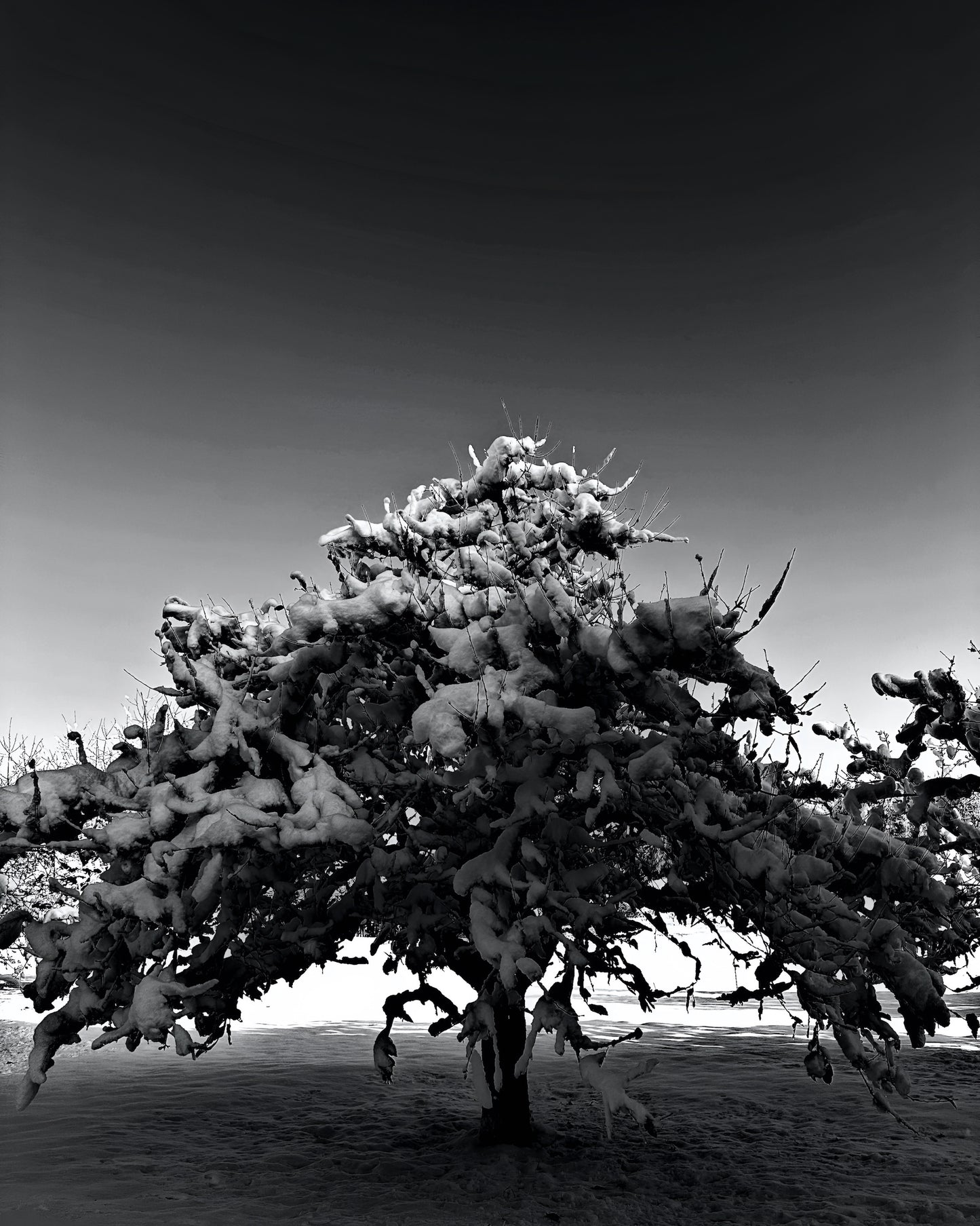 Apfelbaum - Mini-Serie *Stadt/Land/Fluss*